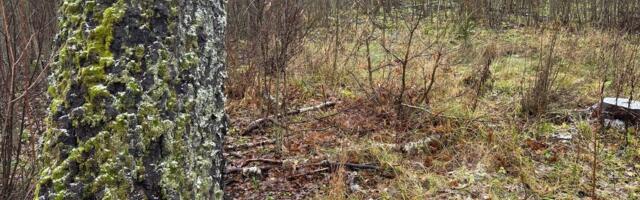Hooldades metsa elurikkust säilitades on metsaomanikul vaid võita