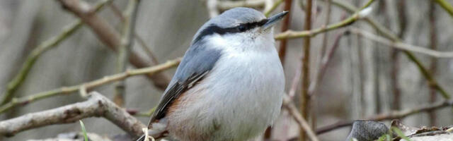 LAUPÄEVAL ALGAB HOOAJA ESIMENE MAISMAA TALILINNULOENDUSE PERIOOD