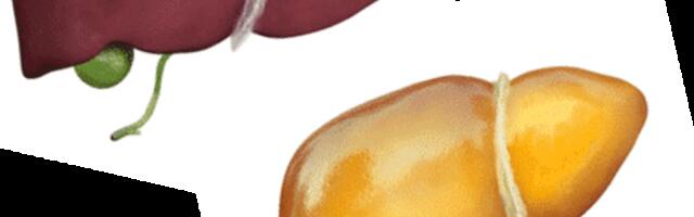 PÜHADEAEGNE ELUSTIIL VÕIB MÕJUTADA MAKSA TERVIST