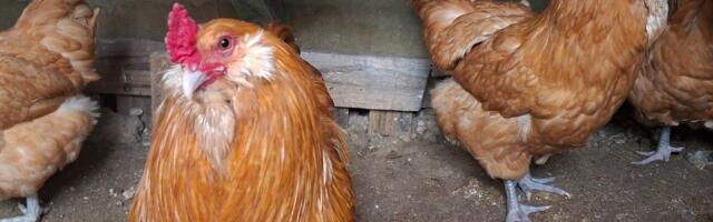 Vastupidavad linnud: habemega kanad kannatavad külma ja munevad siniseid mune