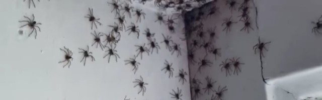 Ämblikud vallutavad kodusid: Austraalias juhtub