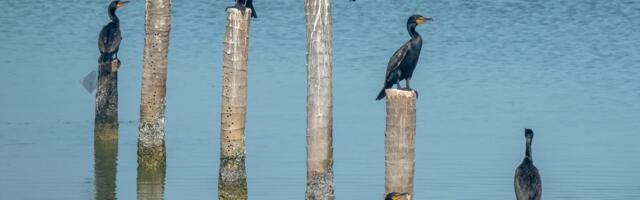 Pärnu Postimees: kas kormorane tuleks rohkem küttida?