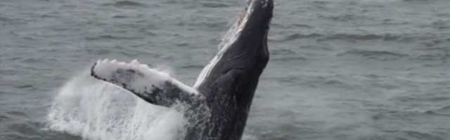 Reporter: Küürvaalad on taas New Yorki külastama hakanud