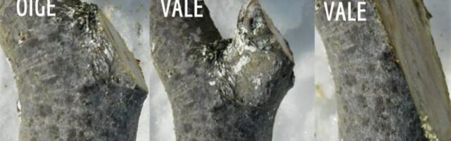 Kevad on käes: müüdid ja tõed õunapuude lõikamisest