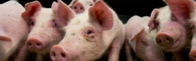 Ennetus vajab tuge: suvist metsseajahti tuleb sigade Aafrika katku ohjamiseks suurendada