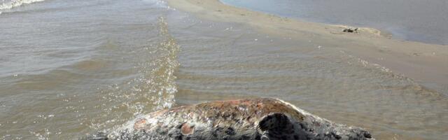 Randades on vähem hülgekorjuseid. Osa neist jõuab karude söögilauale