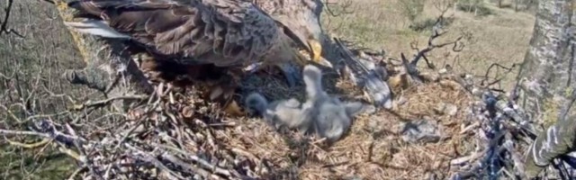 Läänemaal tappis merikotka pojad agressiivne linnugripp