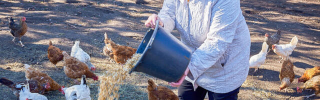 Piret Remmelg tahab kana­kasvatusest täiskohaga töö teha