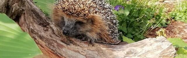 Siilipusa eestvedaja: talvel ringi sibav siil on ilmselgelt hädas