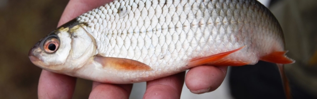 Alustagem algusest: kala on ka loom