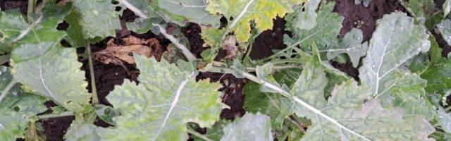 Aeg rapsipõlde turgutada