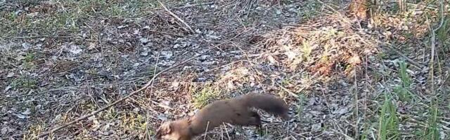 VIDEOD | Kas Eestis on keegi, kes püüab nugiseid traatsilmustega?