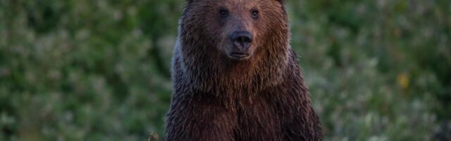 Ebatavaline konflikt: karu ründas Soomes jahimeest