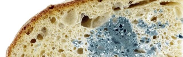 Millal saab hallituse toiduainest välja lõigata?