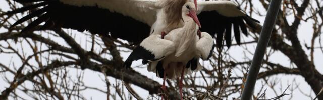 Nigula elanik hävitas kurepesa