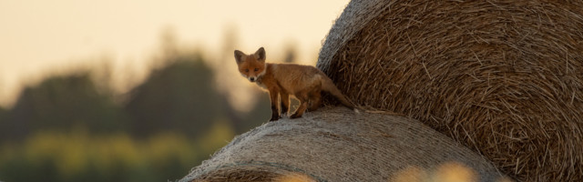 Fotolugu: rebasekutsikas