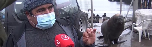 Reporter: Hirmunud merilõvid tungivad läbi väravate