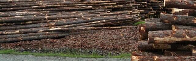 Venemaa puittoodete eksporti ootab ees suur langus