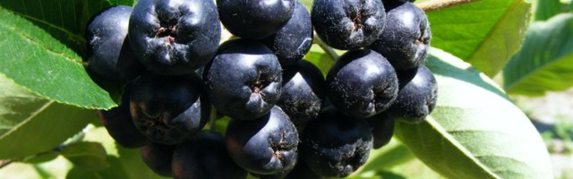 Vitamiinirikkad arooniamarjad – kodumaine supertoit