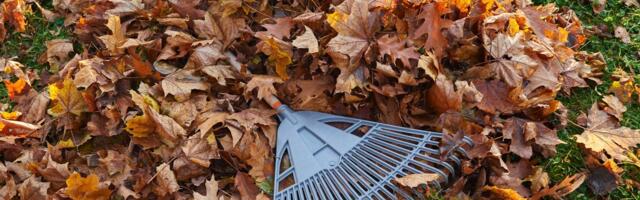 Kuidas saada puulehtedest kõige paremat komposti? Ekspert õpetab