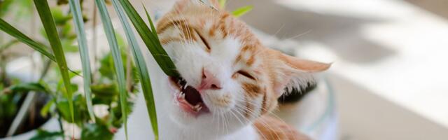 28. märts: Lõvi ego saab hoobi, Kaaludele võidakse valetada