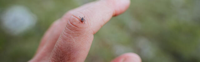 Puukentsefaliit on endiselt ohtlik: mida teha siis, kui vaktsineerimispass on kadunud või pole meeles, millal viimati vaktsineeritud sai?