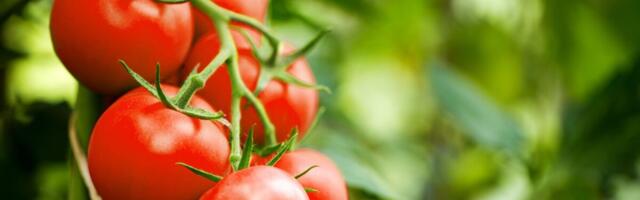 Vahemere dieet võib mõjutada vähihaige immunoteraapia efektiivsust