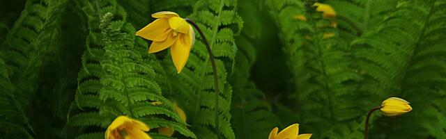 Valge jaaniöö müstika – SÕNAJALAÕIS