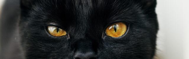 ChatGTP: miks peetakse reedet 13. kuupäeval halvaendeliseks?