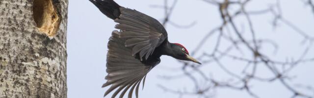Ootamatu taaskohtumine: musträhn otsib öömaja