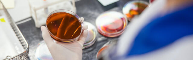 LABRIS teeb igapäevaselt tööd sigade Aafrika katku laborianalüüside usaldusväärsuse tagamiseks