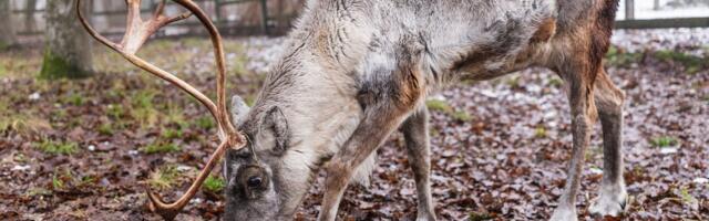 Eesti viimane põhjapõder kannab praegu oma elu uhkeimaid sarvi