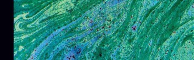 Tants tunnete ja süvaökoloogiaga