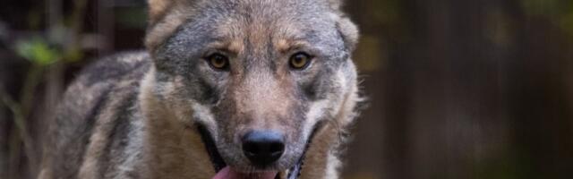 Luhtaläinud hundijahi katse kaks: kas seekord läheb õnneks?