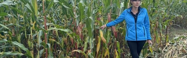 Ekspert hoiatab: uued kahjurid ründavad meie põlde