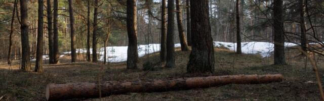 Erametsaliidu juhtkond lagunes pärast Linnamäe suurt metsaostu