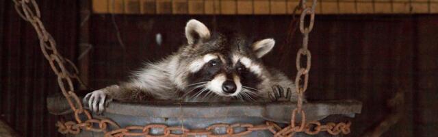 Keskkonnamet: sel nädalal on antud teada Lõuna-Eestis nähtud pesukarust