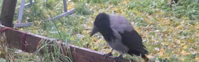 Kas oled näinud? Nõmmel eramaja aias elanud vares läks tormiga kaduma