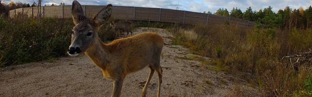 Tähelepanu sõidukijuhid – kevad on toonud metsloomad teele