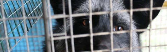 Andrei Korobeinik: karusnahk on minetanud staatuse sümboli rolli ühiskonnas