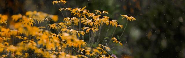 Alanud nädala teises pooles jätkuvad vihmasabinad, aga ilm muutub soojemaks