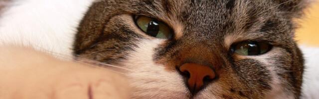 UUS SEADUS | Kasside ja koerte kiibistamine muutub kohustuslikuks