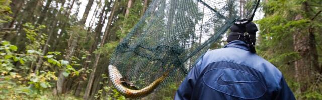 Tartu kalanduspood vajus pankrotti. “Püüdsin äri vee peal hoida”