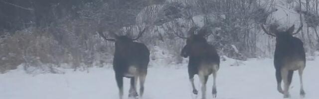 VIDEO | Ida-Virumaal püüti kaamerasse kolm hommikust sörki harrastanud põtra