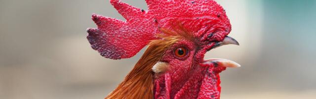 PTA: Nuudi hobitalu tauditõrje on toimunud reeglite kohaselt