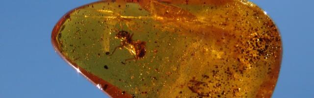 Teadlased leidsid Antarktika jää alt merevaiku_ miks see tähtis on?