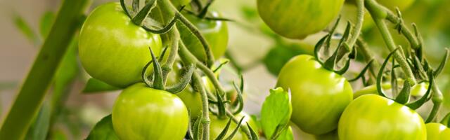 Tomatikasvatuse ekspert selgitab: miks tomatid punaseks ei lähe ja mida siis teha