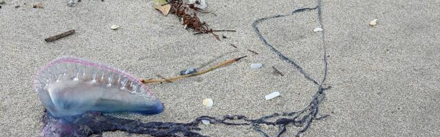 Hoiatus Hispaania randades valitseb eluohtlik olukord