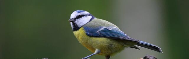 Alanud on maismaa talilinnuloenduse teine periood