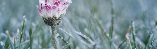 Sünoptik: olge valmis - temperatuur võib maapinnal langeda 8 miinuskraadini